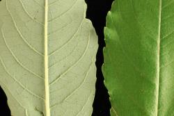 Salix reinii. Leaf surfaces and margins.
 Image: D. Glenny © Landcare Research 2020 CC BY 4.0